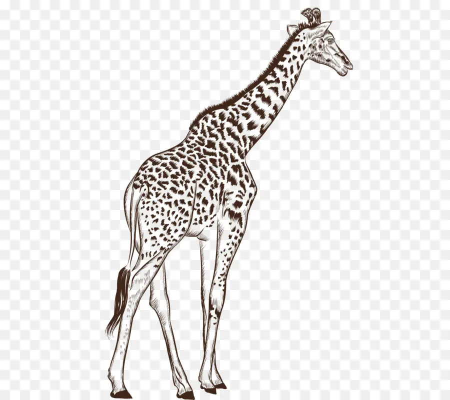 Girafe，Grand PNG