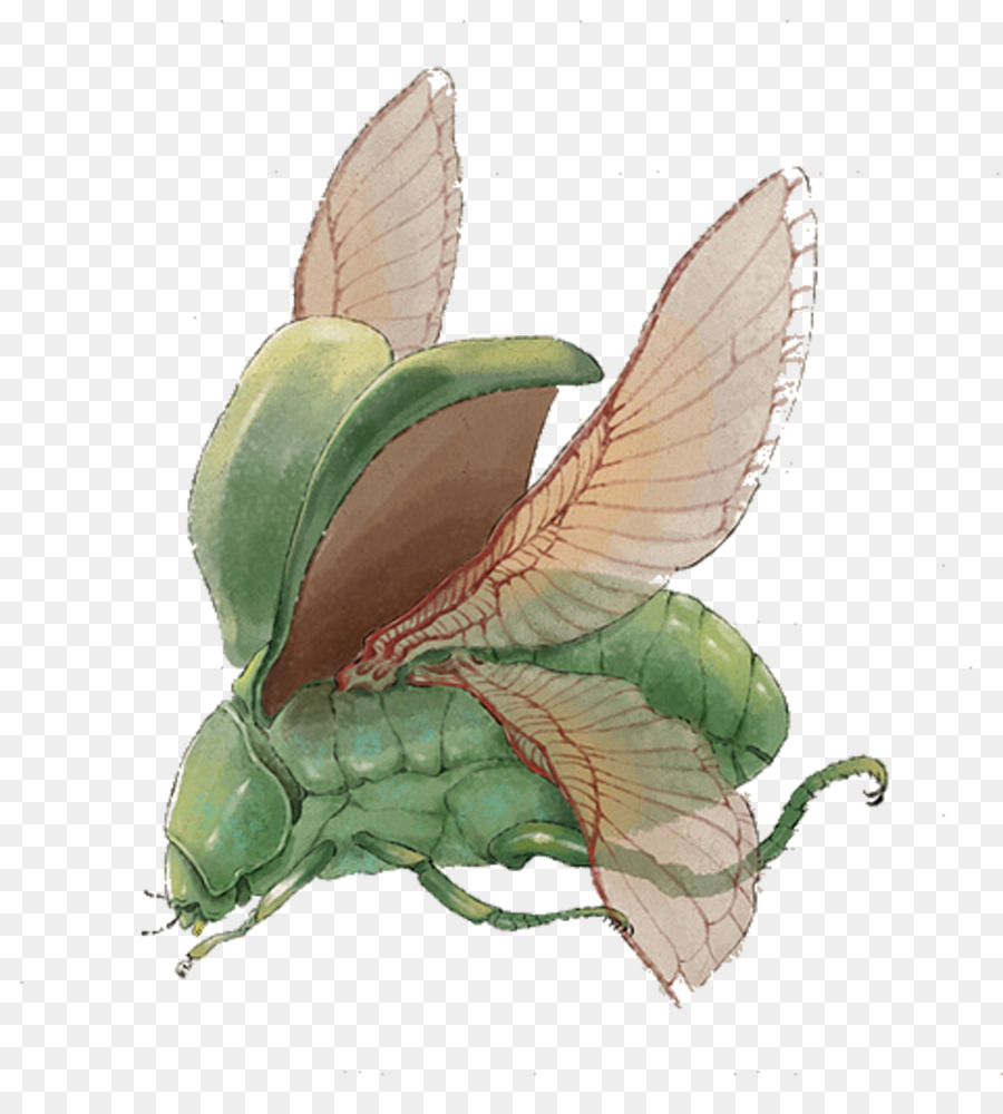 Les Insectes，Papillon PNG