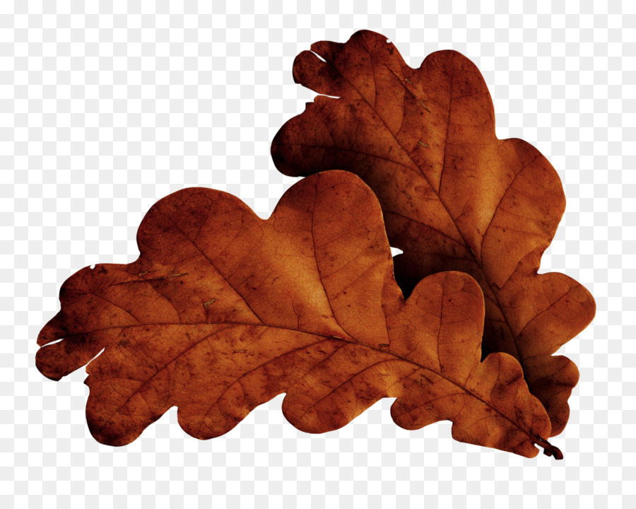 Feuilles Brunes，Automne PNG