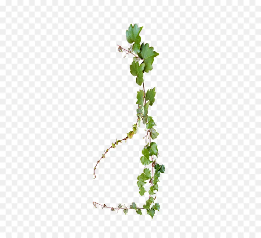 Vigne Verte，Nature PNG