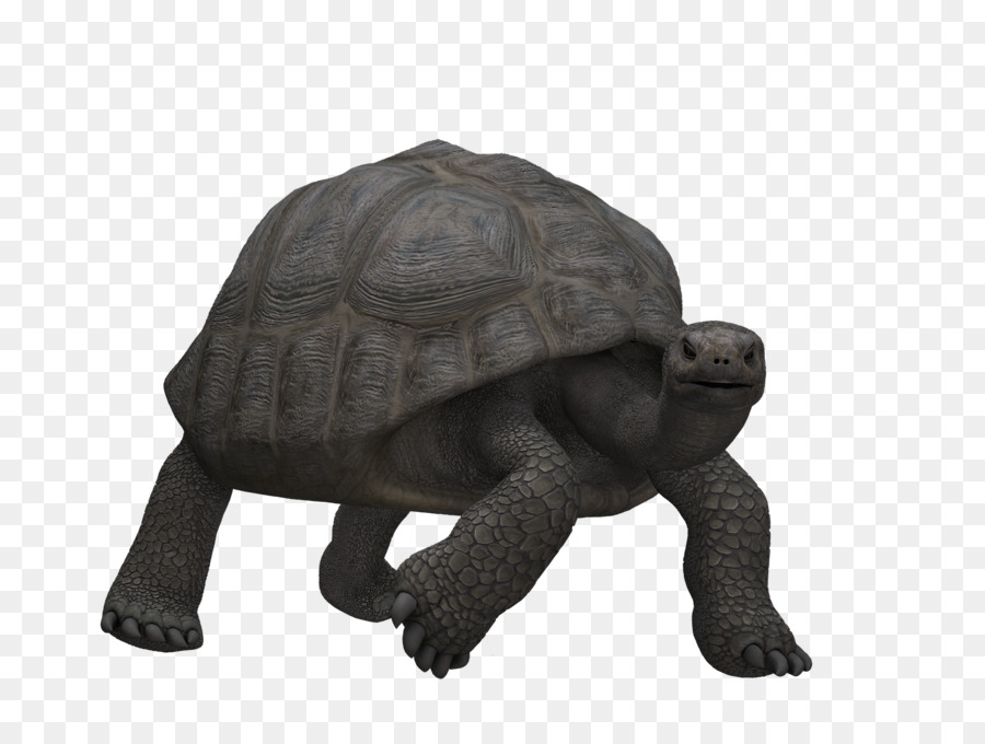 Tortue，Reptile PNG