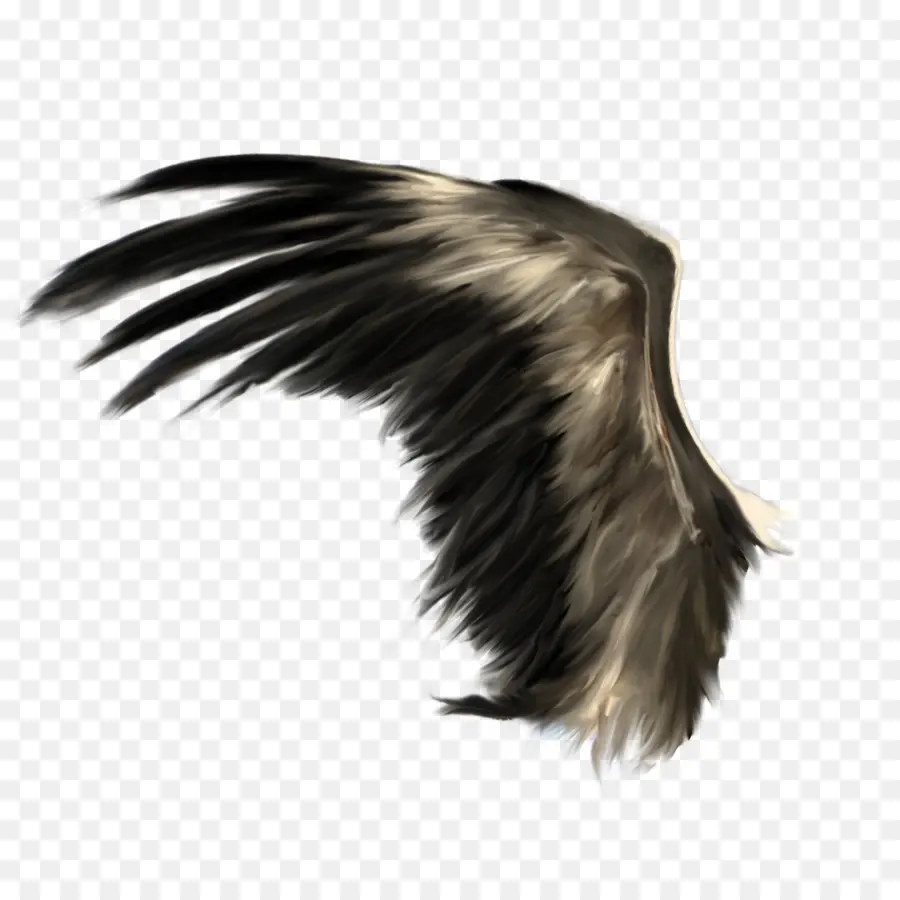 Aile D'ange，Plumes PNG