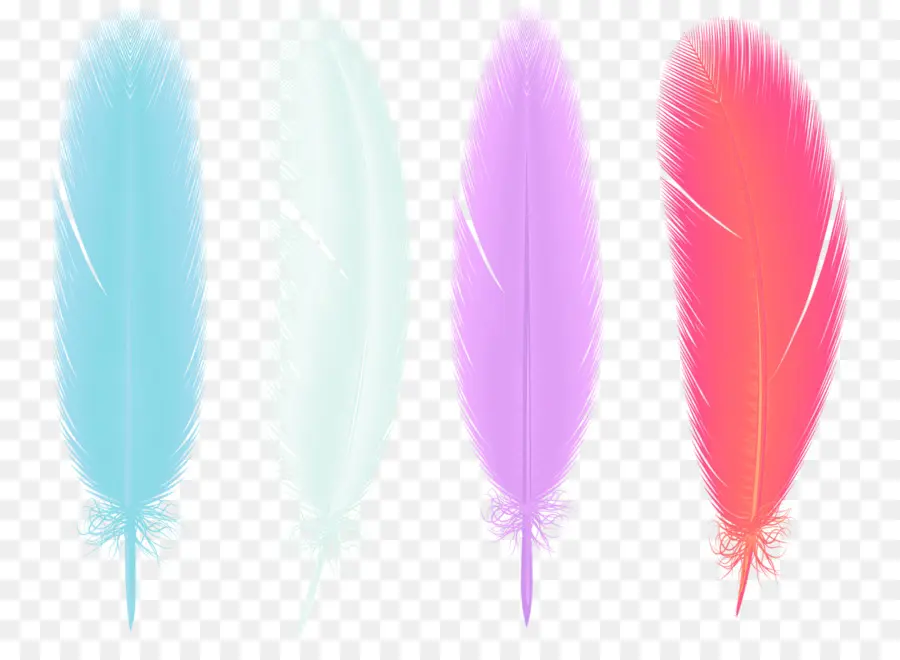 Plumes，Coloré PNG