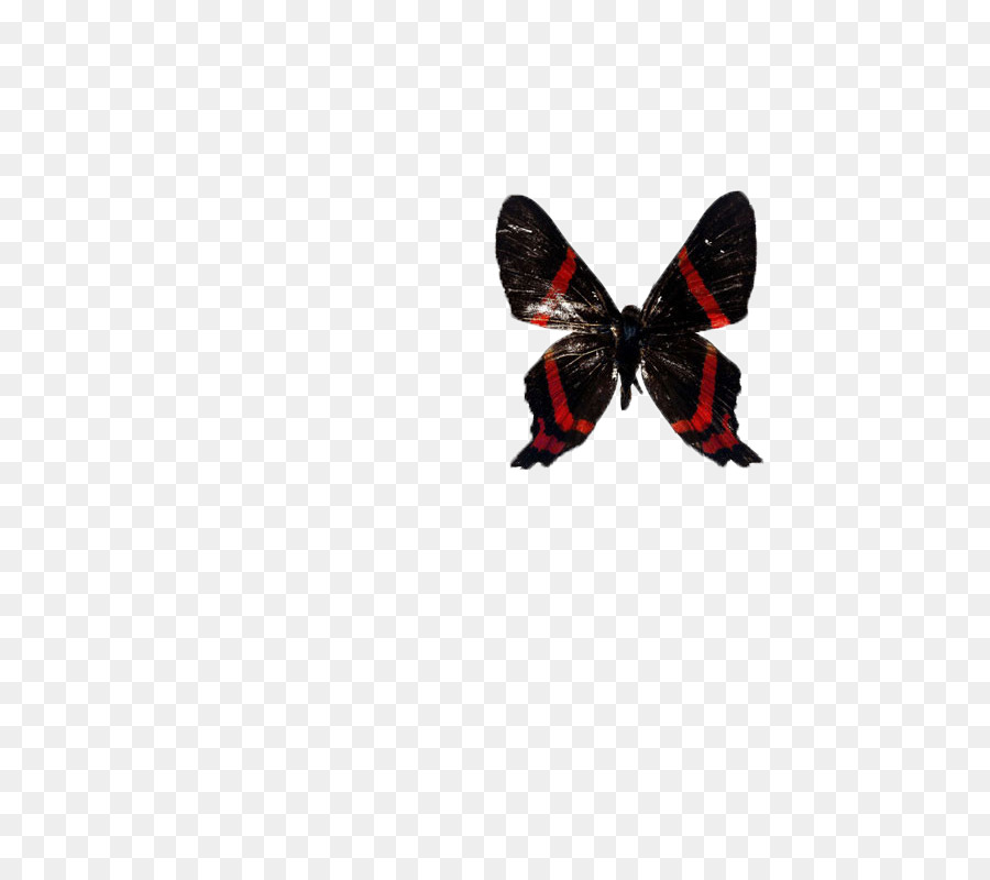 Papillon，Postscript Encapsulé PNG