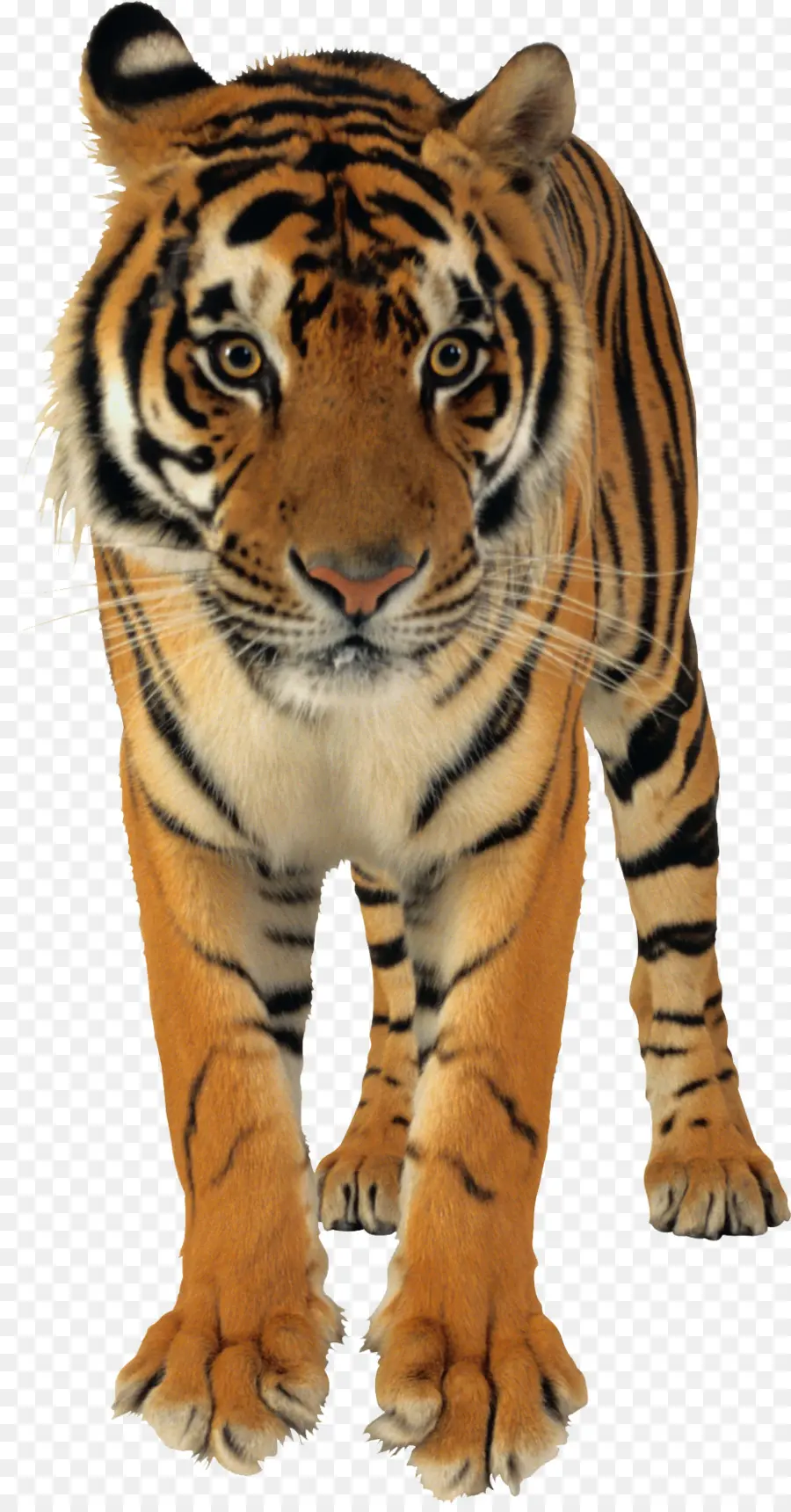 Tigre Du Bengale，Lion PNG