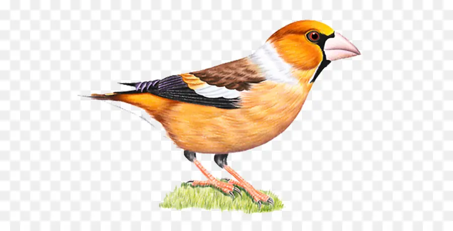 Oiseau Orange，Réaliste PNG