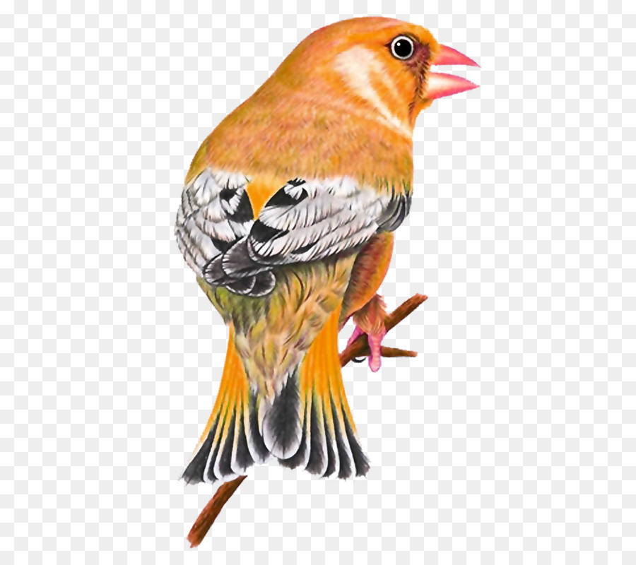 Oiseau，Plumes PNG