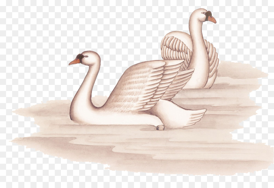 Cygnes，Eau PNG