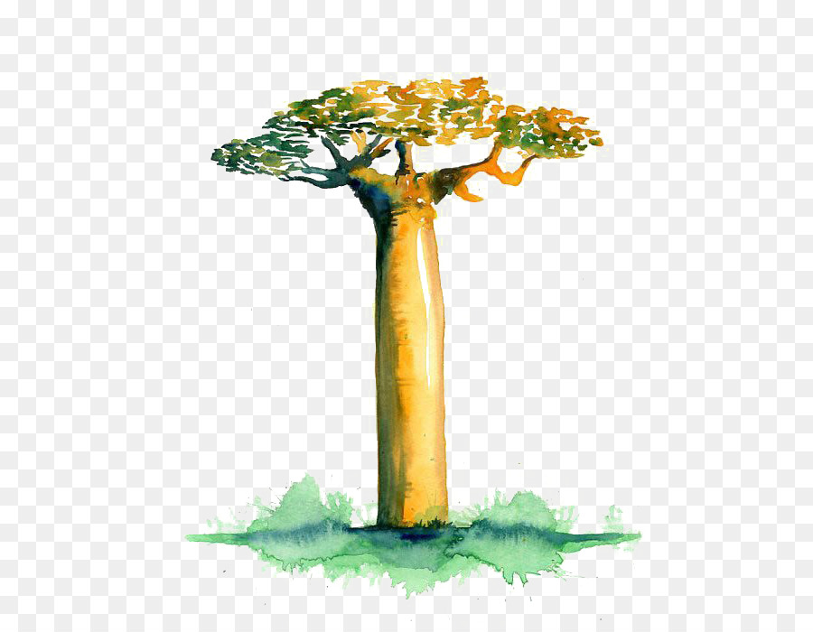 Avenue Des Baobabs Adansonia Gregorii Adansonia Digitata Png Avenue Des Baobabs Adansonia Gregorii Adansonia Digitata Transparentes Png Gratuit