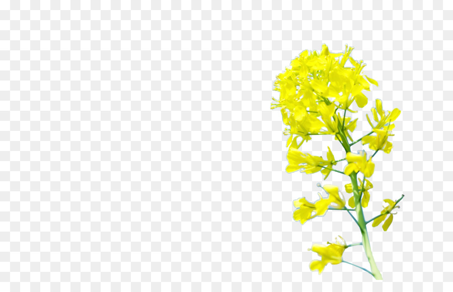 Jaune，Design Floral PNG