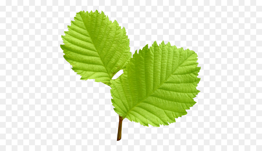 Feuilles，Vert PNG