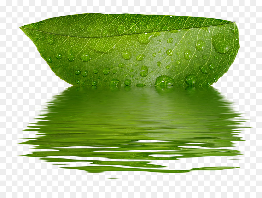 Feuille，Eau PNG