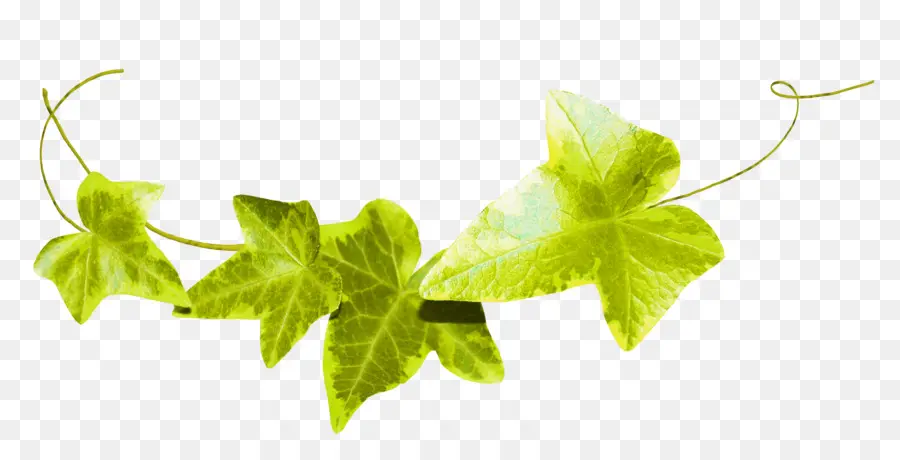 Feuilles Vertes，Feuilles PNG