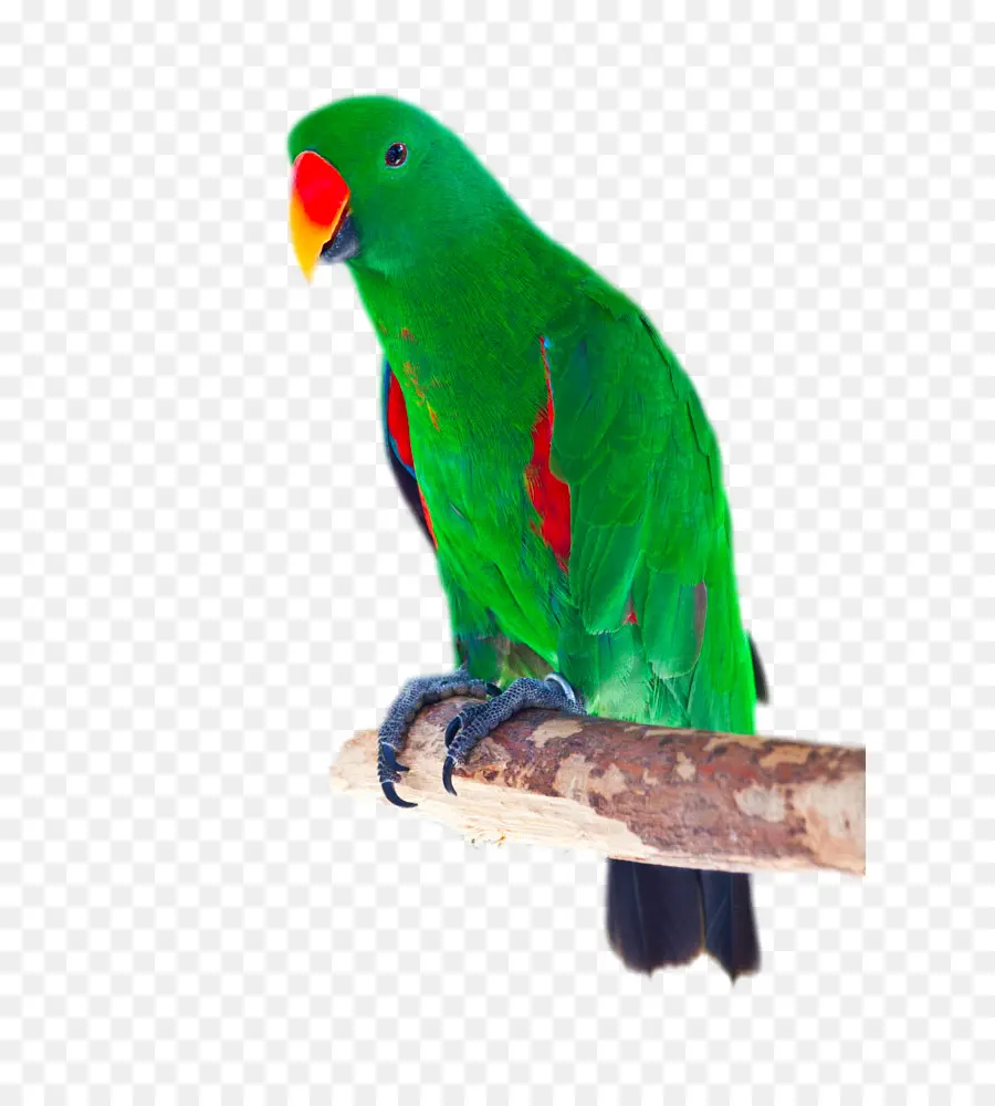 Perroquet De L'éclectus，Oiseau PNG