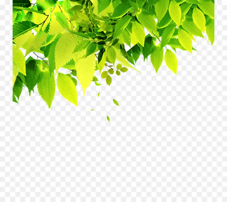 Feuilles，Vert PNG