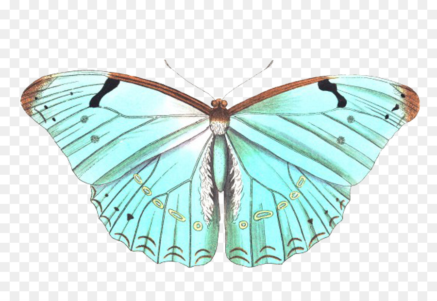 Papillon，Insecte PNG