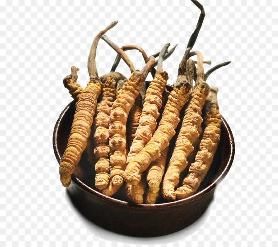 Champignon De Chenille，Médecine Chinoise Traditionnelle PNG