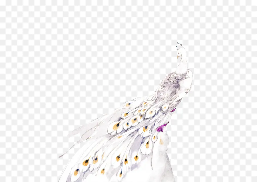 Paon Blanc，Plumes PNG