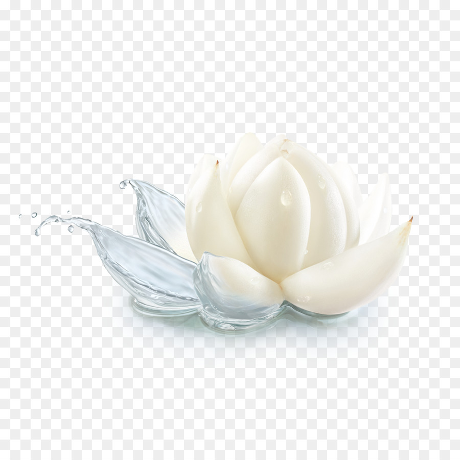 Lotus Blanc，Eau PNG