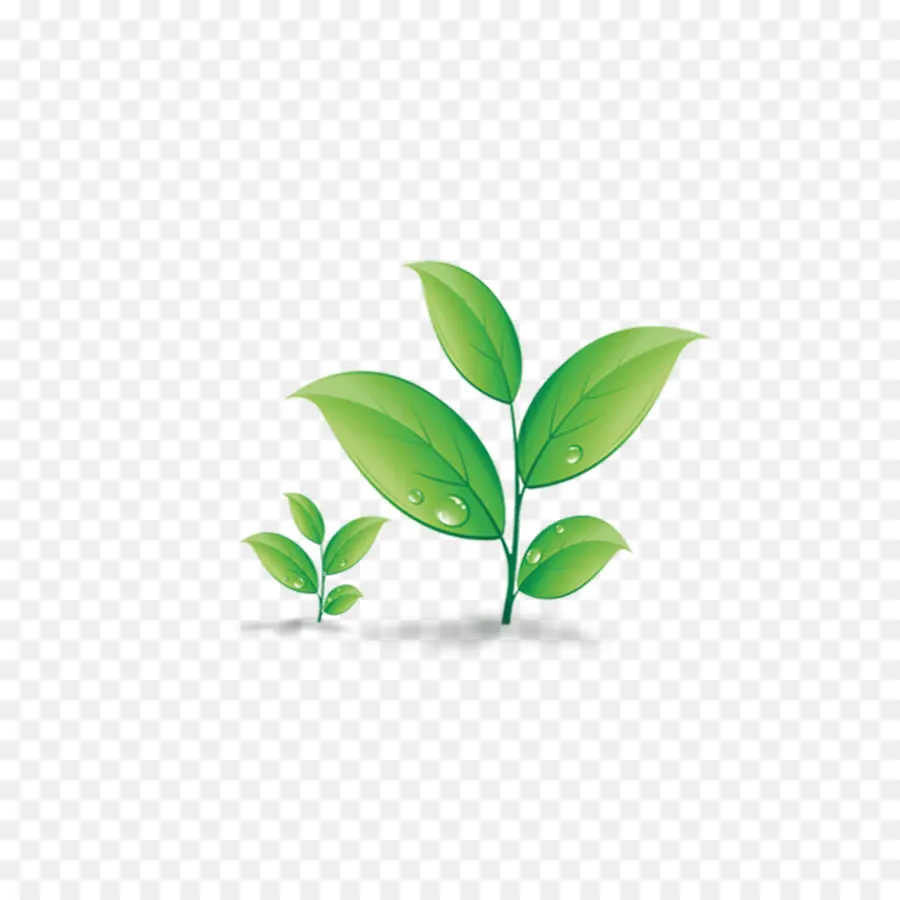 Plantes Vertes，Feuilles PNG