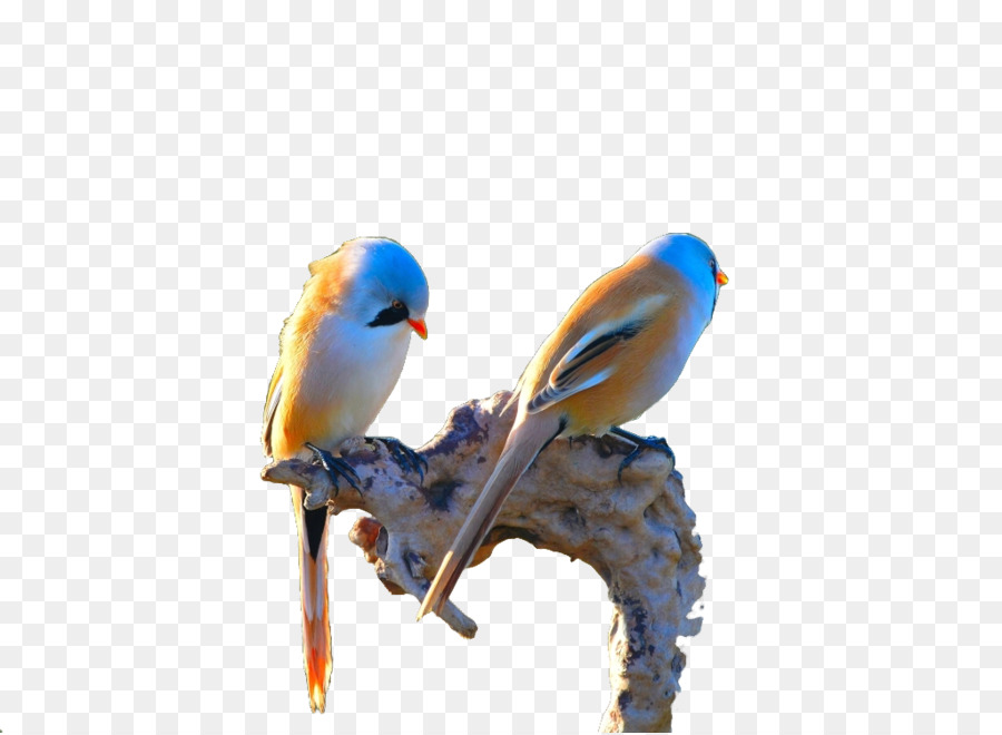 Oiseaux，Perché PNG