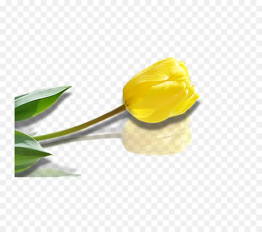 Tulipe Jaune，Floraison PNG