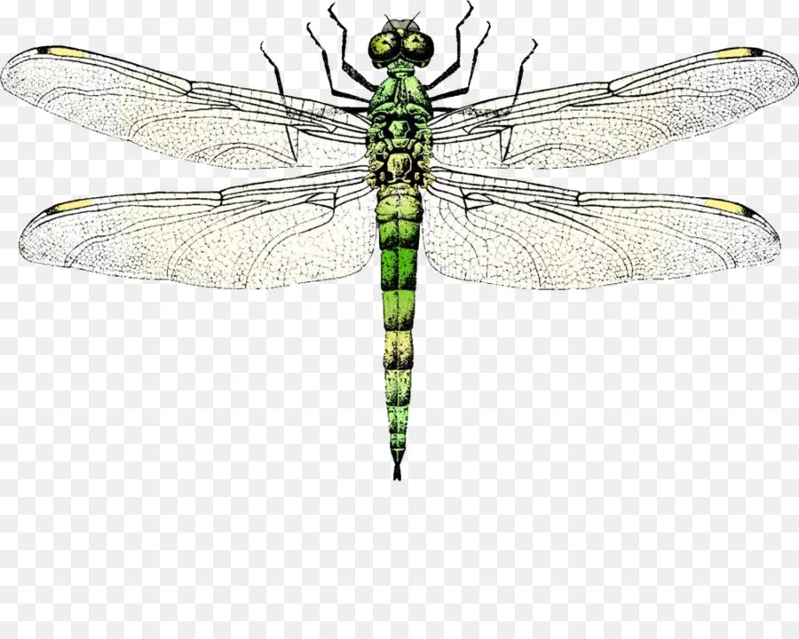 Les Insectes，Libellule PNG