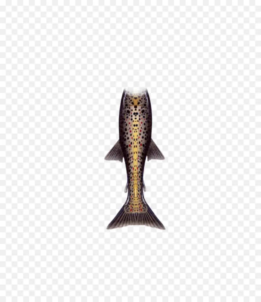 Poisson Brun，Aquatique PNG