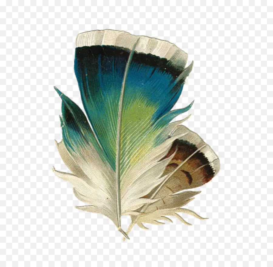 Plumes Colorées，Plumes PNG