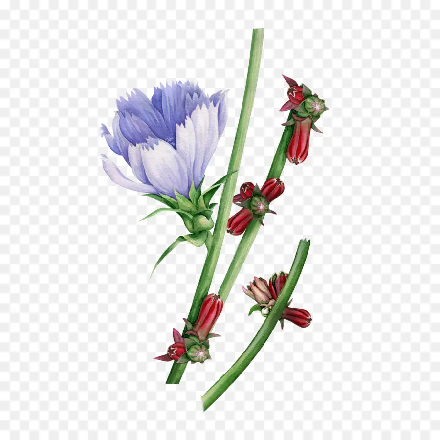 Fleur Violette，Tige PNG