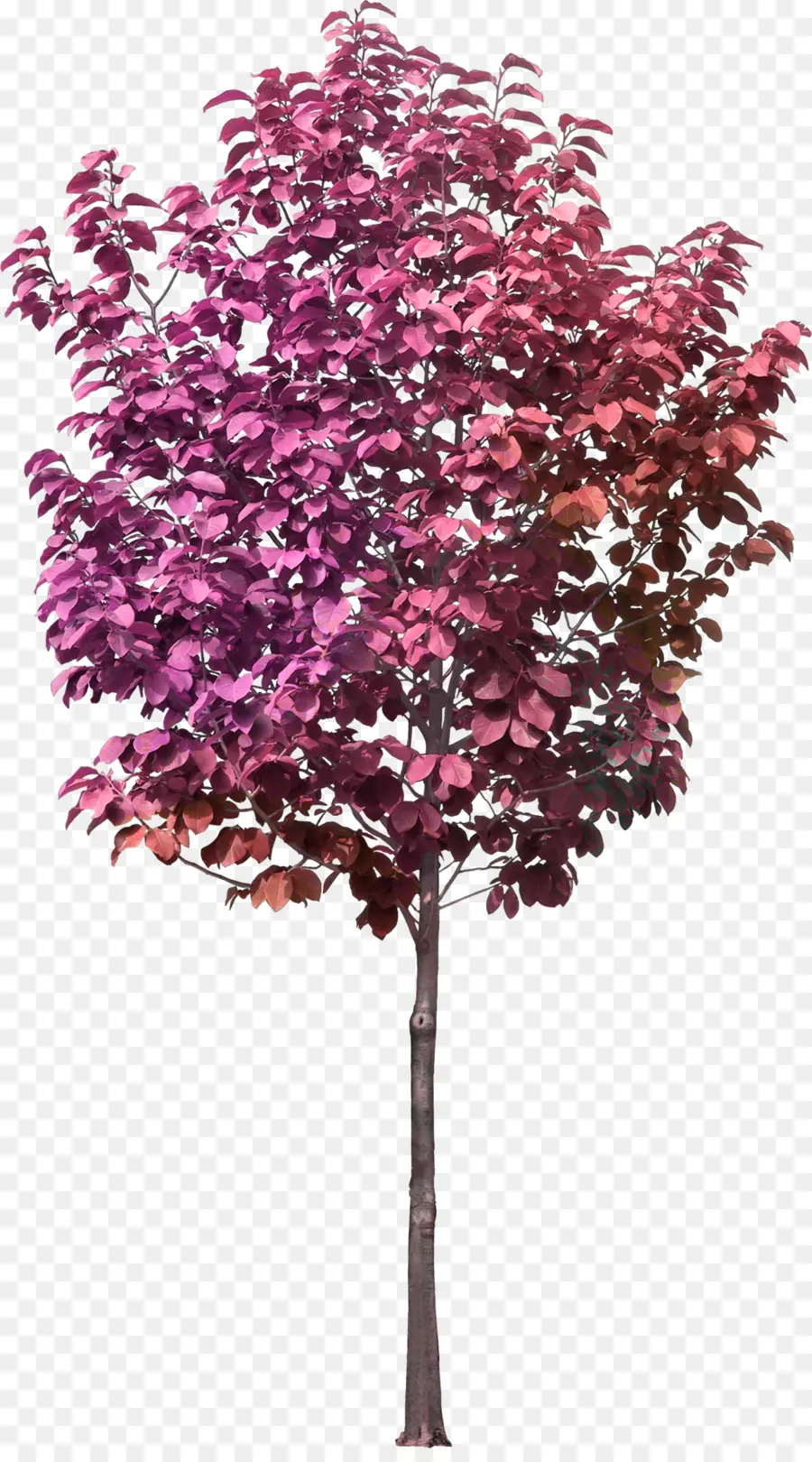 Arbre Violet，Usine PNG