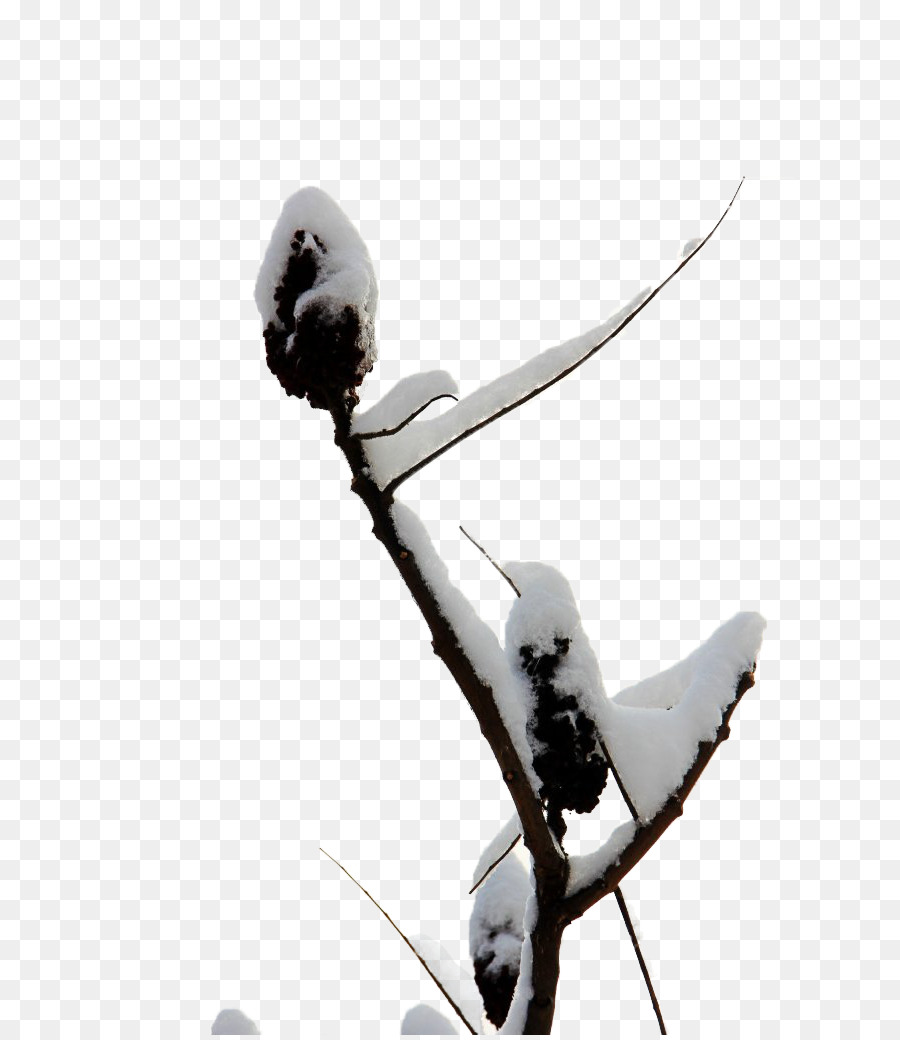 Neige，Arbre PNG