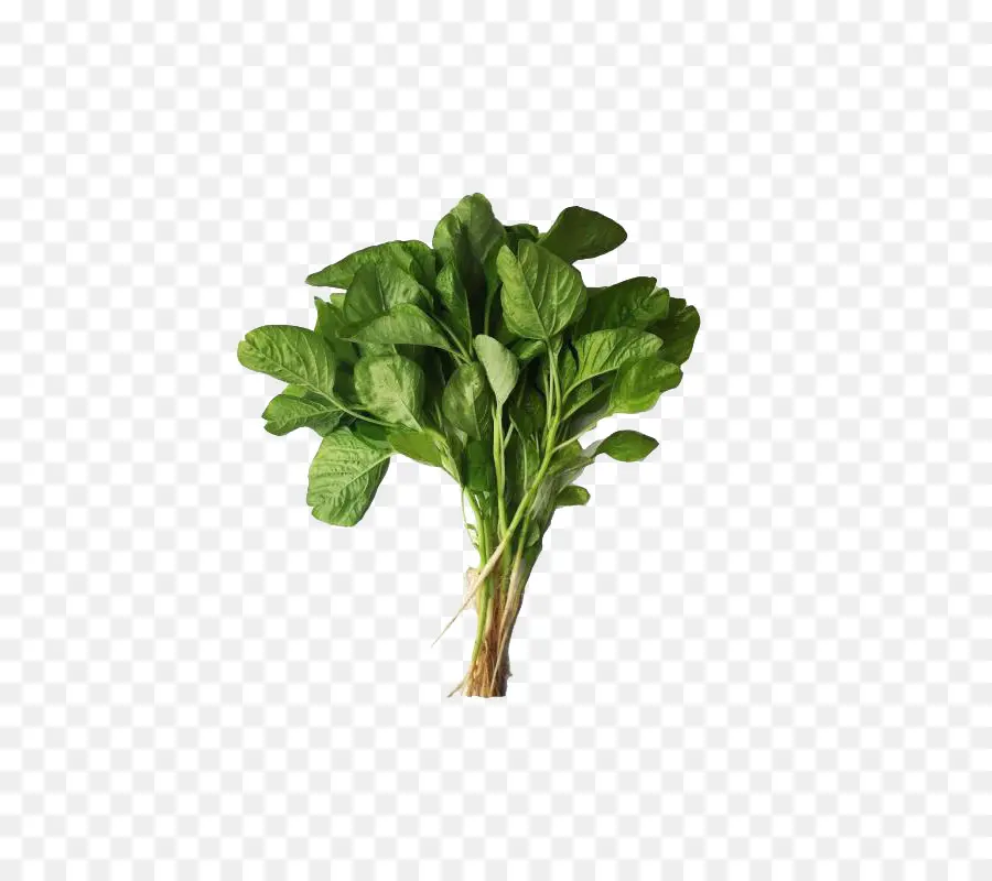 Légumes Verts，Feuillu PNG