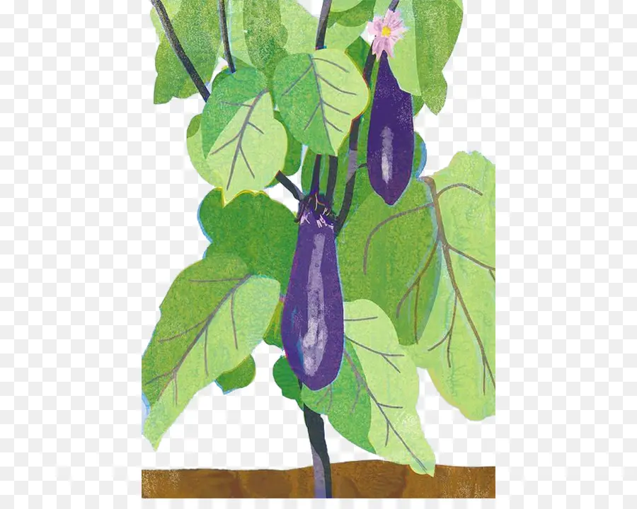 Aubergine，Légume PNG