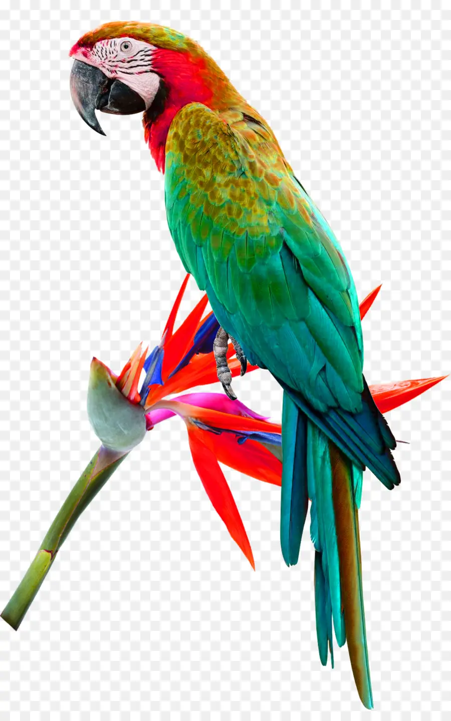 Oiseau，Amazon Rouge PNG
