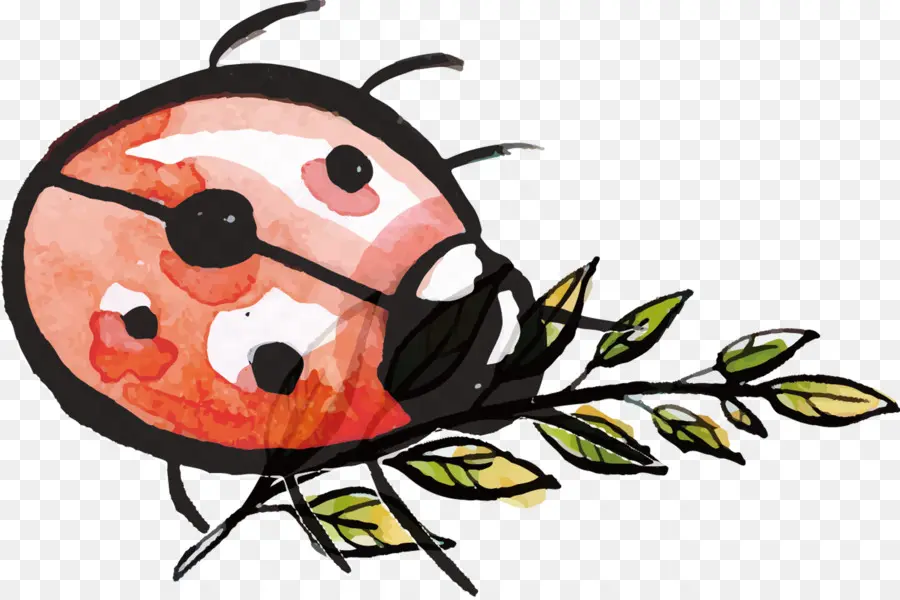 Coccinelle Sur Feuille，Insecte PNG