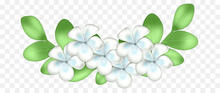 Fleurs Blanches，Fleurs PNG