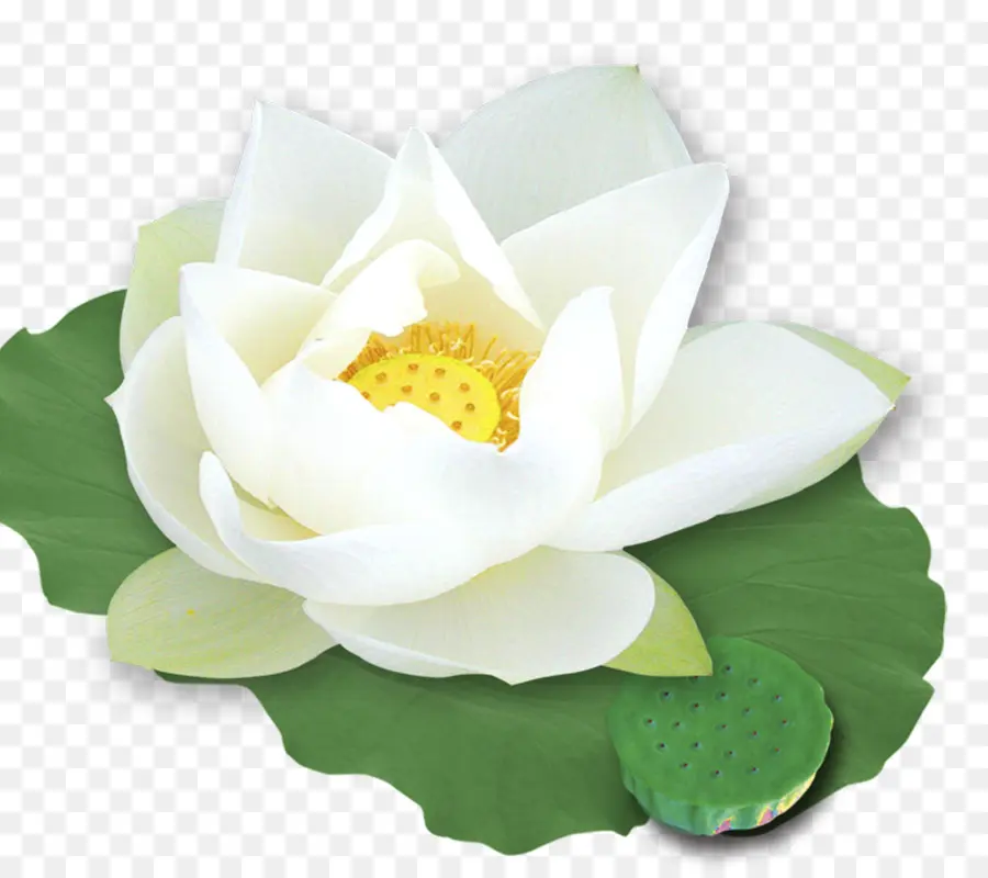 Fleur De Lotus Blanc，Lotus PNG