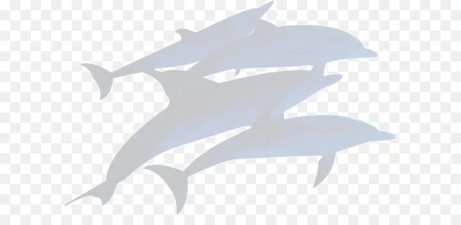 Dauphins，Marin PNG