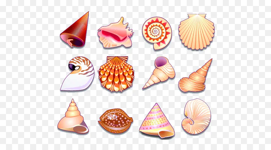 Coquillages，Coquilles PNG