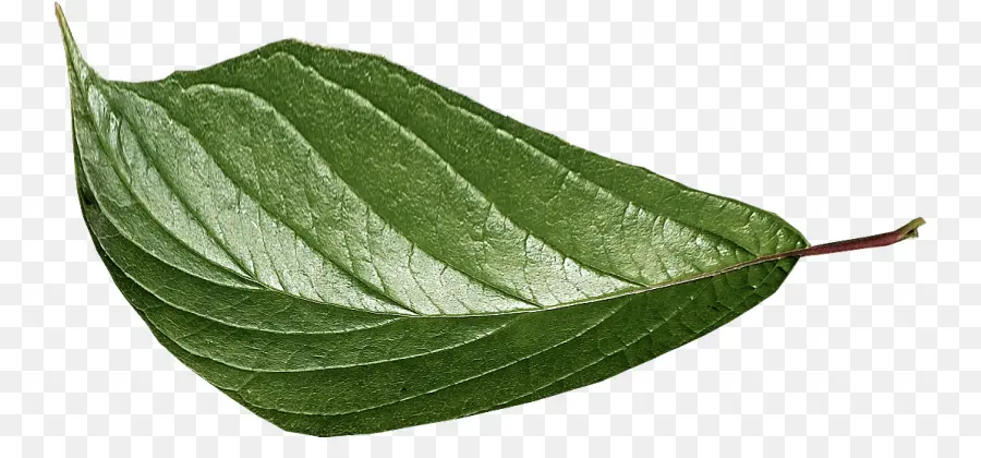 Feuille Verte，Usine PNG