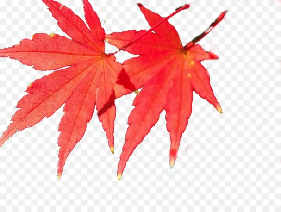 Feuille Rouge，Automne PNG