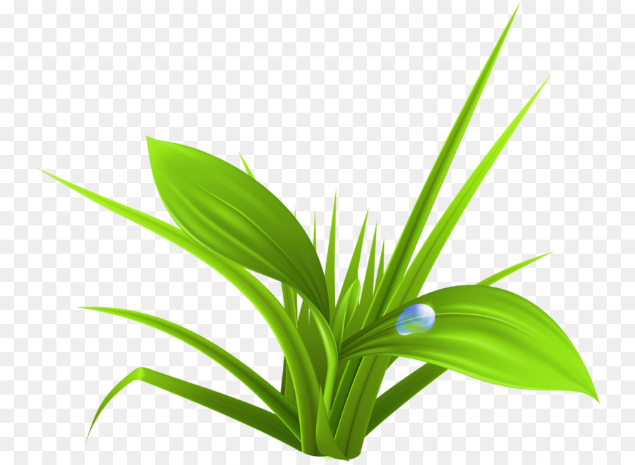 Plante Verte，Feuilles PNG