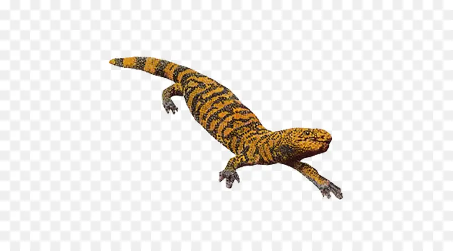 Lézard，Gecko PNG