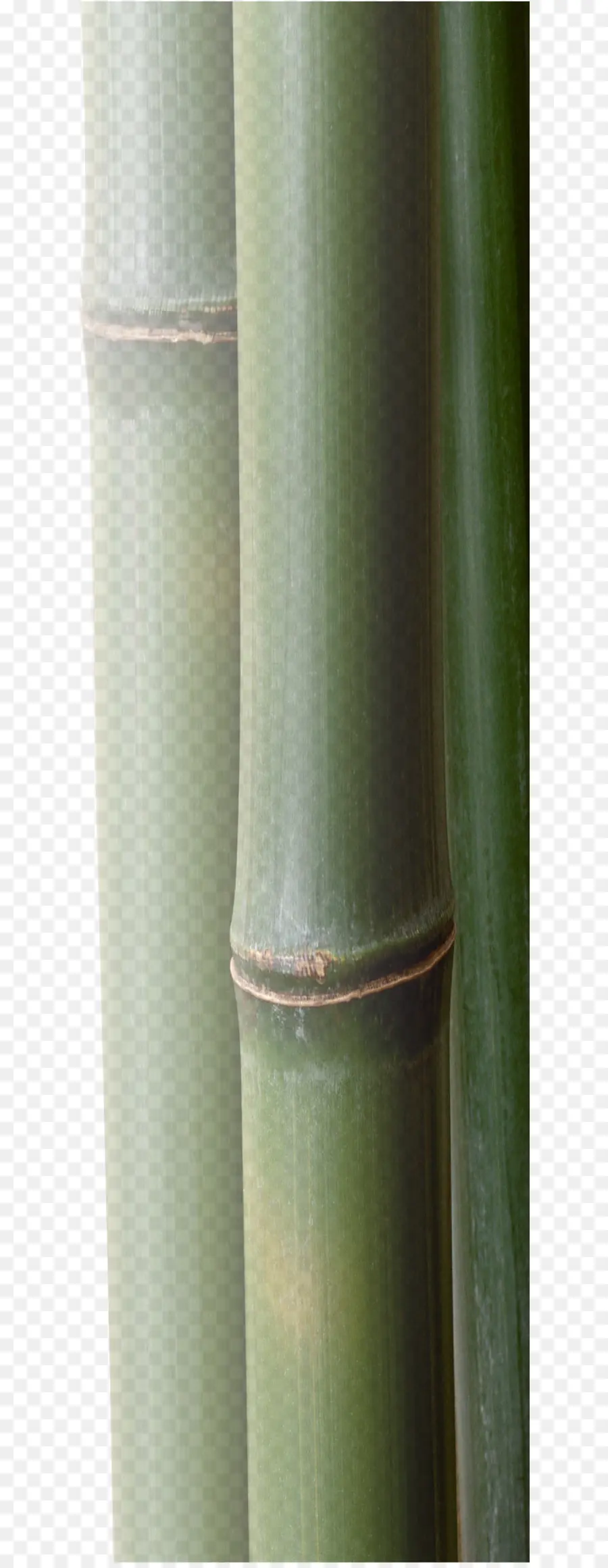 Tige De La Plante，Cylindre PNG