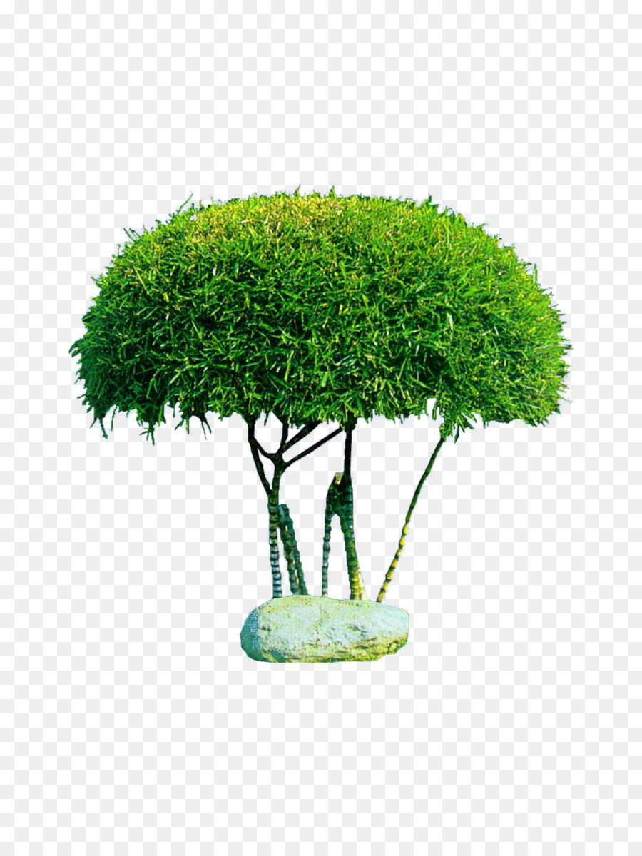 Arbre，Vert PNG