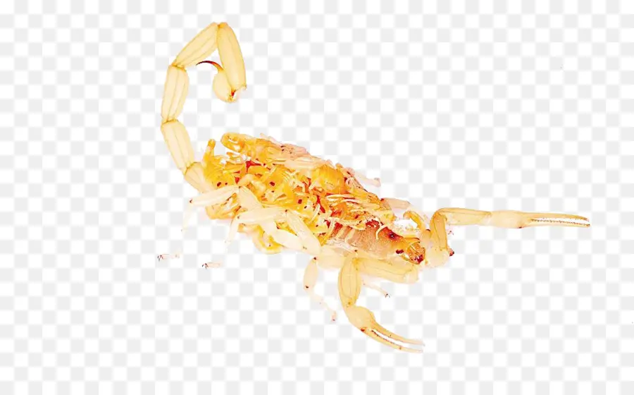 Scorpion，Arachnide PNG