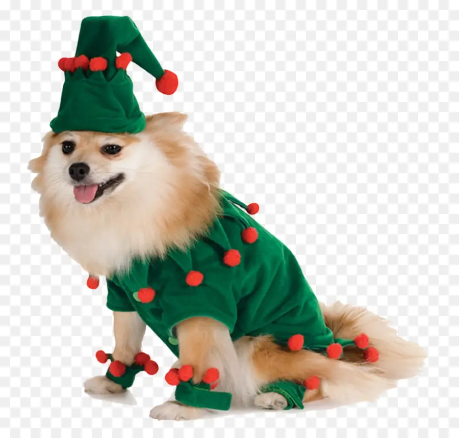 Chien En Costume，Chien PNG