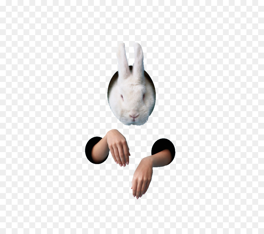 Lapin，Lapin De Pâques PNG