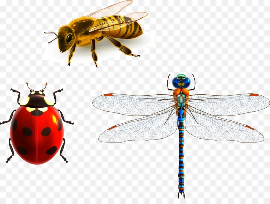 Insectes，Abeille PNG